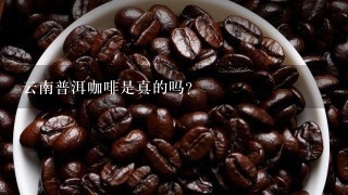 云南普洱咖啡是真的吗？