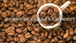 普洱的咖啡豆质量很好却很难普及的原因是什么？